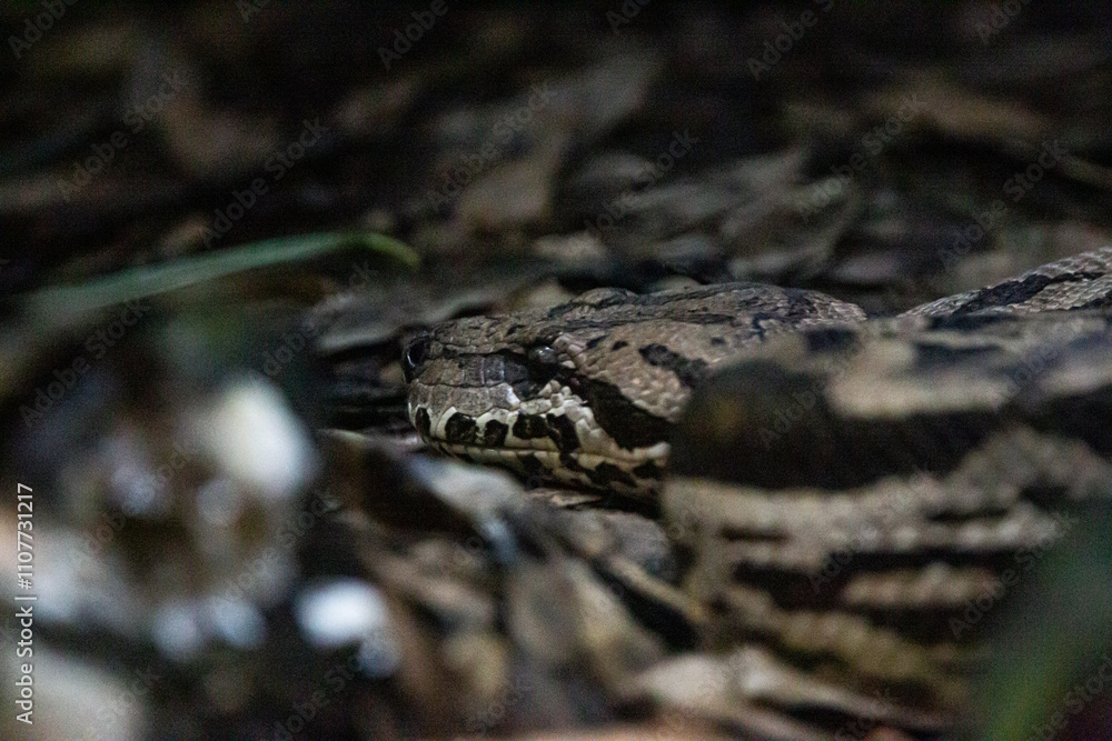 Fototapeta premium A stealthy snake blending seamlessly into the forest floor, highlighting its intricate patterns and scales. A captivating portrayal of camouflage and the beauty of the wild