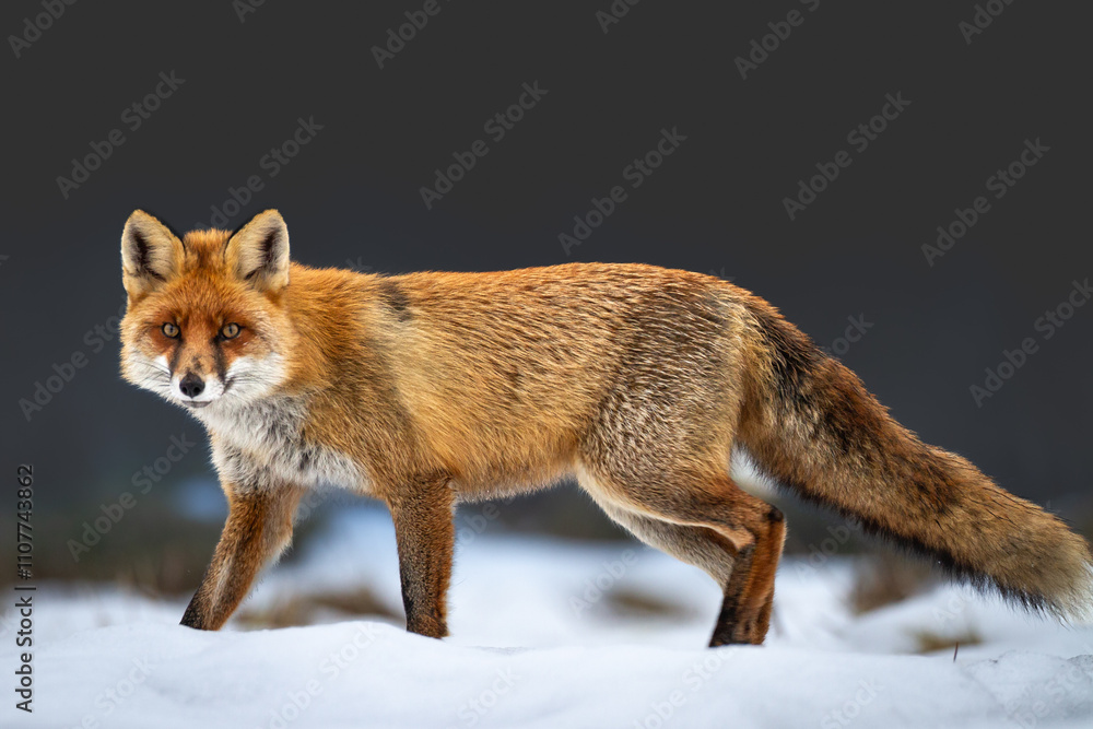 Obraz premium Mammals - Red Fox Vulpes vulpes in winter scenery, Poland Europe, animal walking among winter snowy meadow hunting time