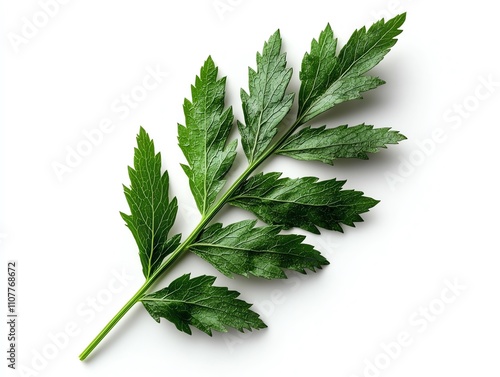 Fresh green leaf isolated on white background, showcasing vibrant colors and intricate textures, suitable for herbal or nature-themed projects. photo