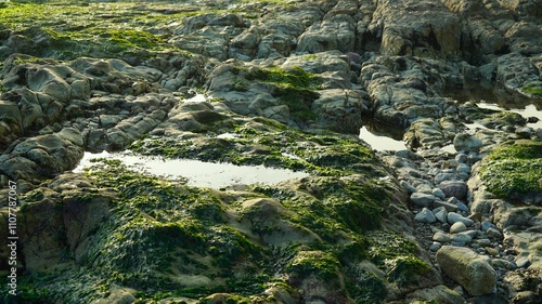 a rocky beach covered with seaweeds photo