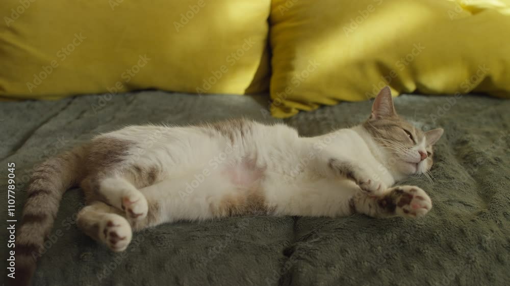 Domestic Cat Relaxing on a Soft Couch with Yellow Pillows Domestic Cat Relaxing on a Soft Couch with Yellow Pillows
