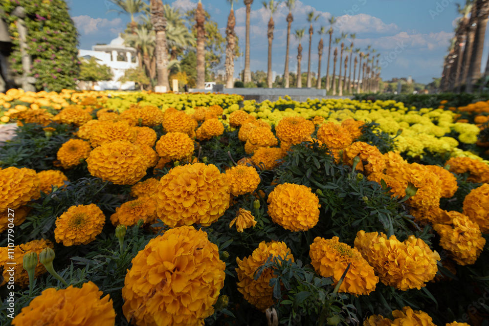 African Marigolds (Tagetes Erecta) in Izmir Fairground