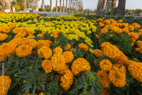African Marigolds (Tagetes Erecta) in Izmir Fairground