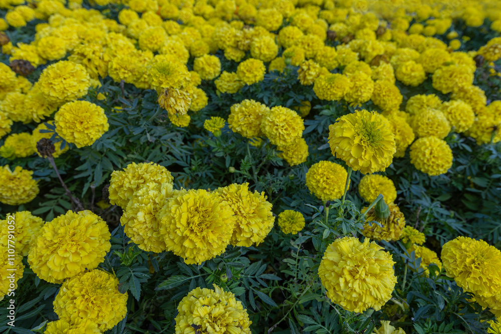 African Marigolds (Tagetes Erecta) in Izmir Fairground