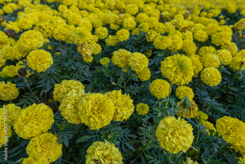 African Marigolds (Tagetes Erecta) in Izmir Fairground