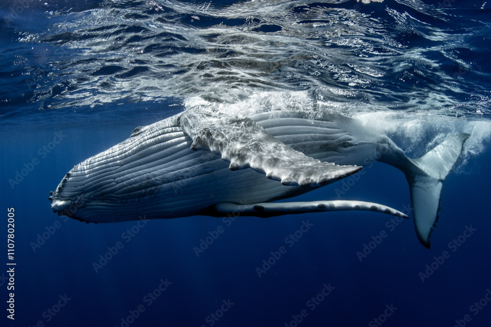 Fototapeta premium Humpback Whale on Rurutu Island