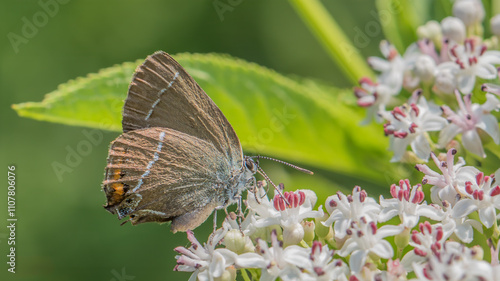 White-letter hairstreak - Satyrium w-album