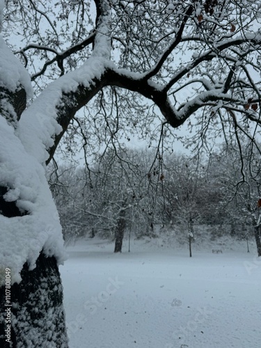 snow covered trees