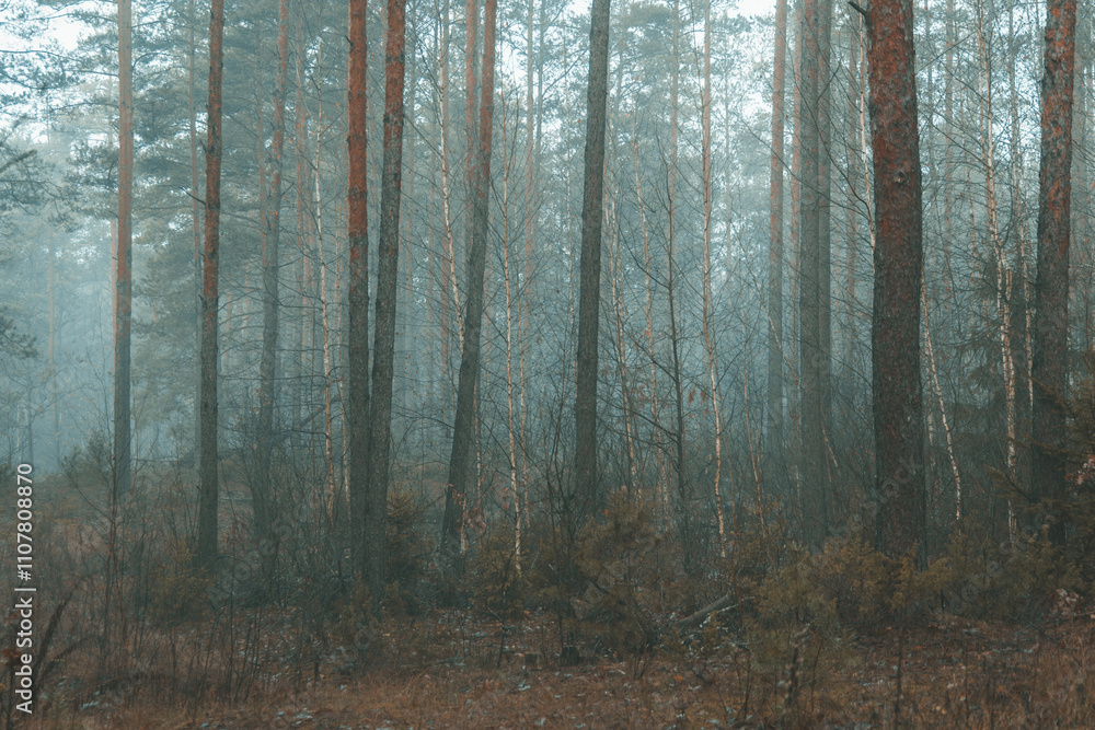 Obraz premium Dark forest covered with fog