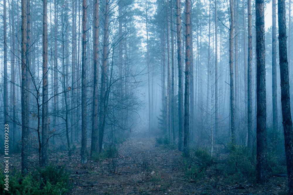 Obraz premium Dark forest covered with fog
