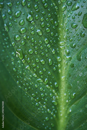 Fresh green alocasia leaf with water drops