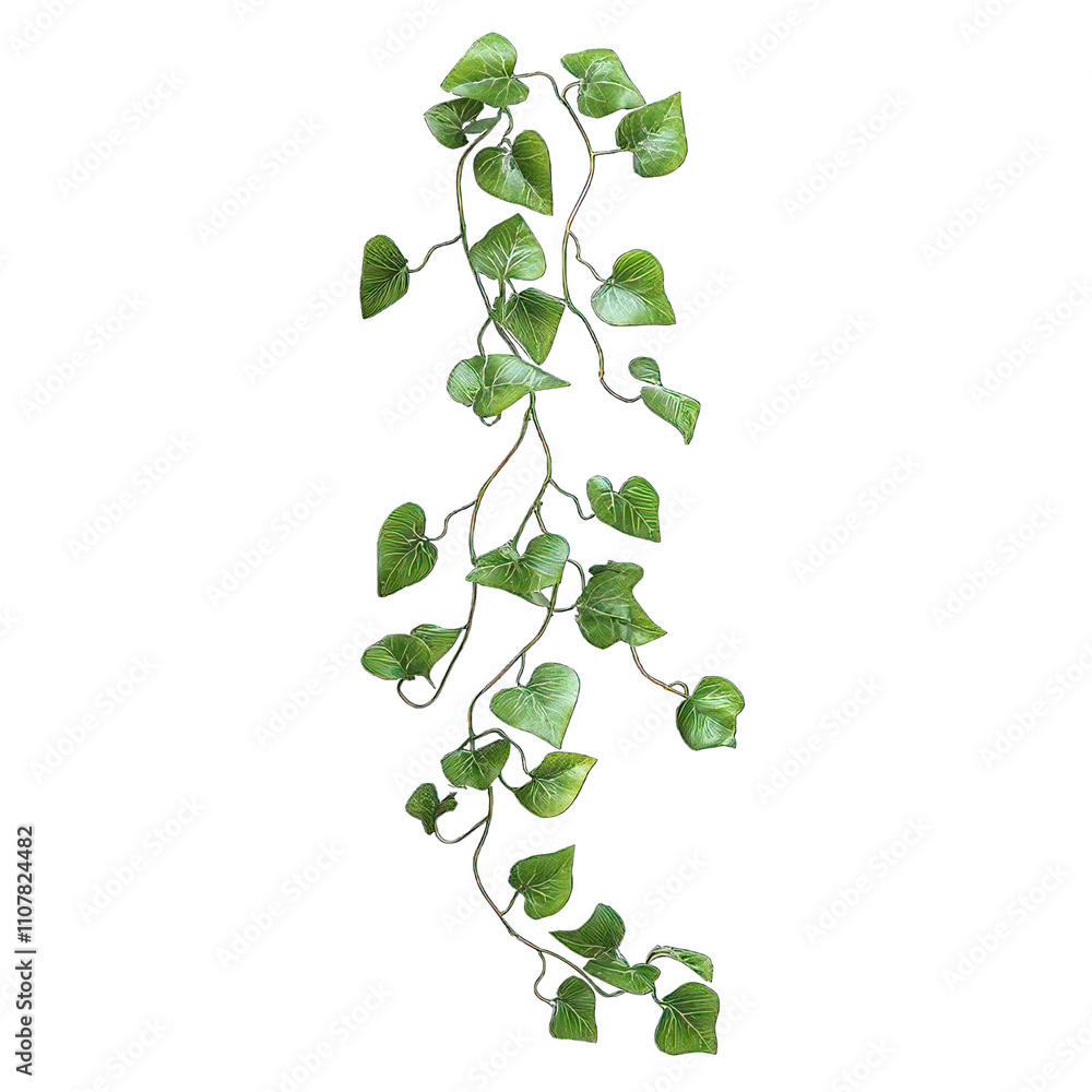 Obraz premium Collection of PNG. Botanical Vine with Long Trailing Stems, isolated on a transparency background.