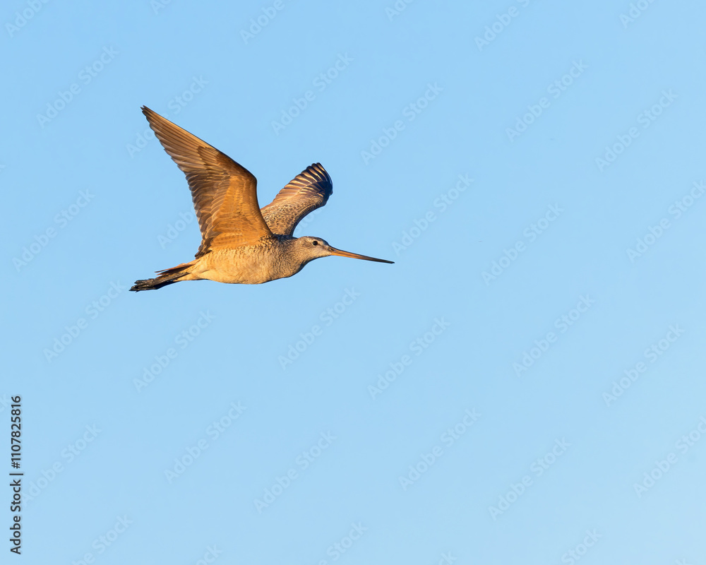 Obraz premium A Marbled Godwits is covered in the warm glow of a sunset; Devil's Lake National Wildlife Refuge, Montana