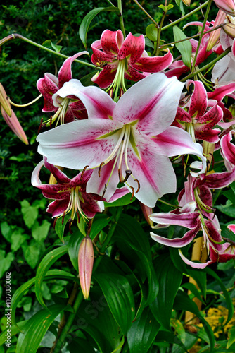 Lilium Oriental Hybrid 'Stargazer'