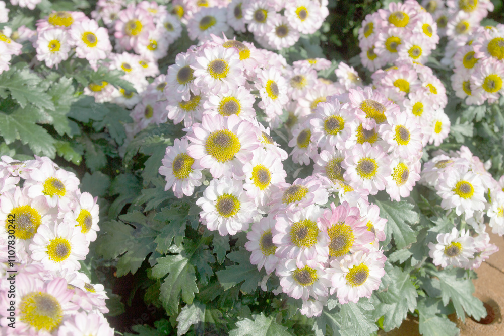 Fototapeta premium Tanacetum parthenium (feverfew) white yellow flowering plant.