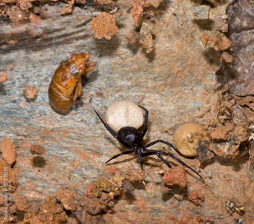 Lair of female southern black widow spider (Latrodectus mactans) on the underside of a rock. Spider is guarding her egg sac; the paralysed cicada nymph will become food. photo