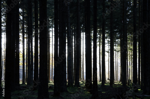 Die untergehende Abendsonne scheint in einem dunklen Nadelwald durch Bäume im Herbst im Nationalpark Hunsrück-Hochwald bei Otzenhausen im Landkreis St. Wendel.