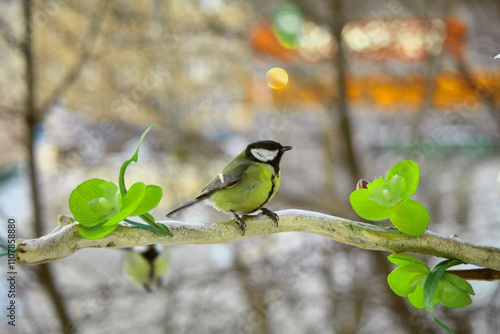 little titmice are sitting on a rowan branch. The bird has a body with a yellow breast. black head spreading wings and feathers. They eat seeds. Close-up.Postcard	