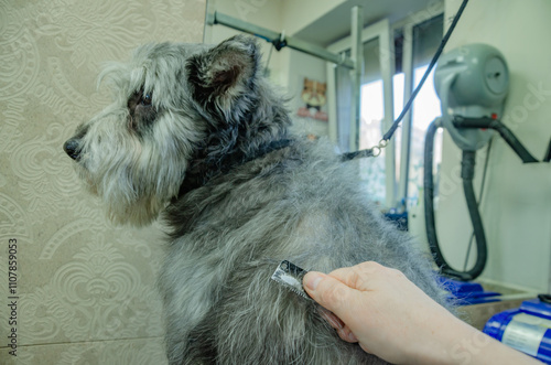 Trimming plucking dead hairs from the coat of the dog. dog care photo