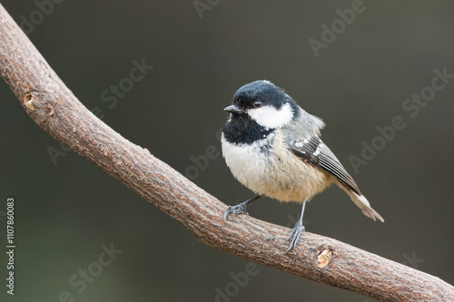 Chapim-carvoeiro com o nome cientifico de (Periparus ater). Ave pequena de cabeça preta muito comum nos pinhais, pousado em um ramo. photo