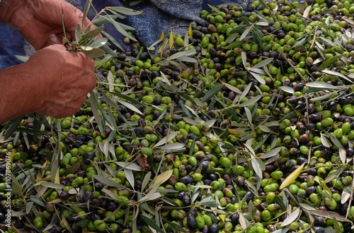 Olive picking. Olive harvest. Ripe Portuguese olives. Hand-harvesting.  photo