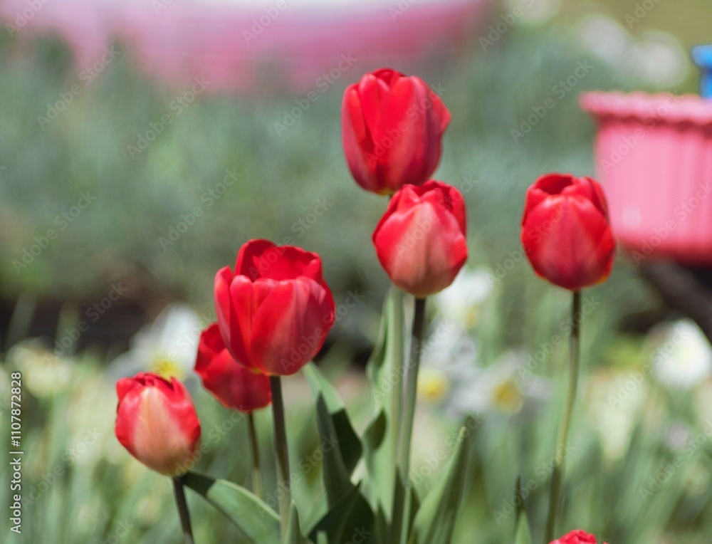 Fototapeta premium field of tulips
