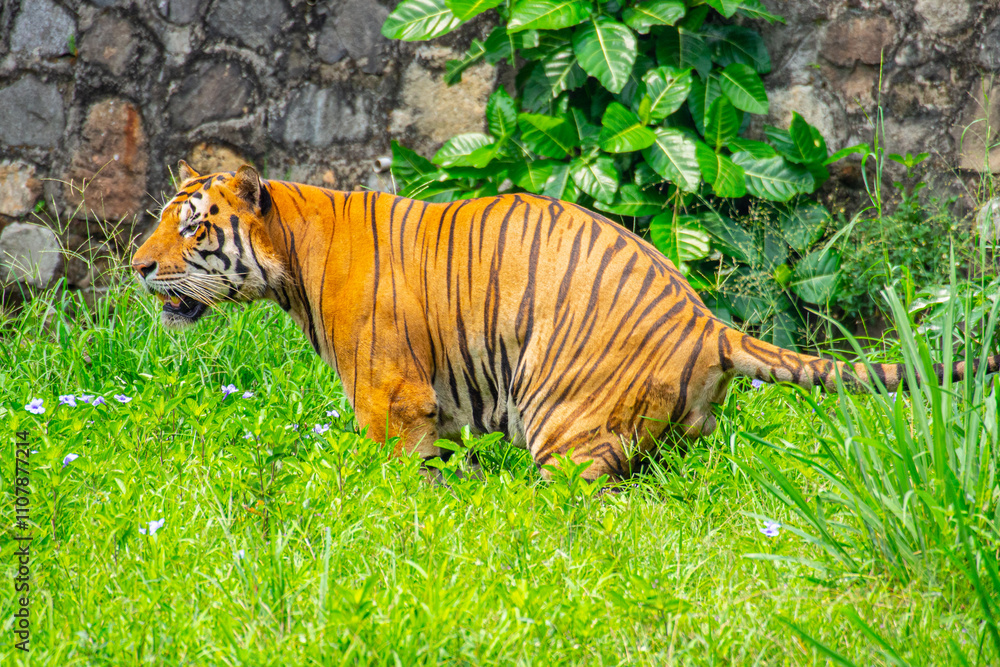 Obraz premium The Sumatran tiger is a population of Panthera tigris sondaica on the Indonesian island of Sumatra