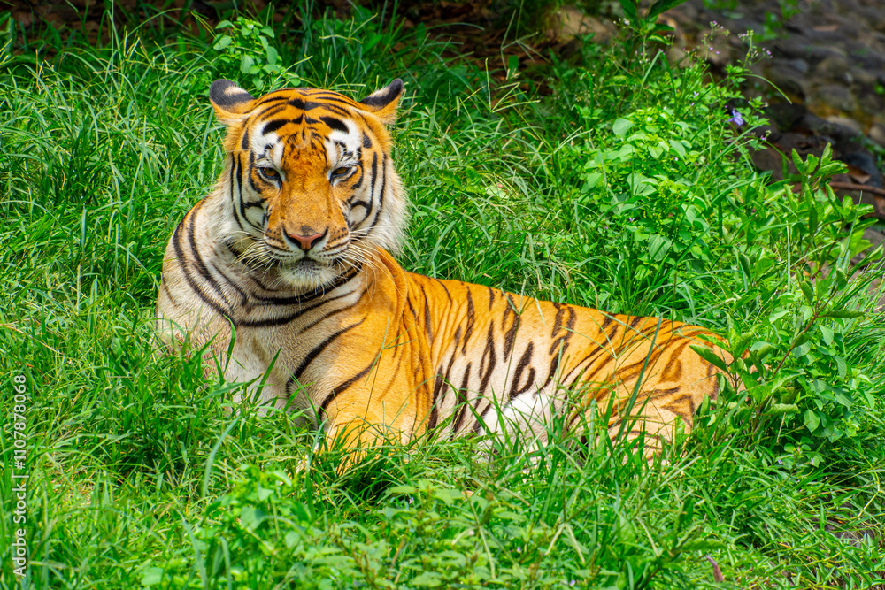 Obraz premium The Sumatran tiger is a population of Panthera tigris sondaica on the Indonesian island of Sumatra