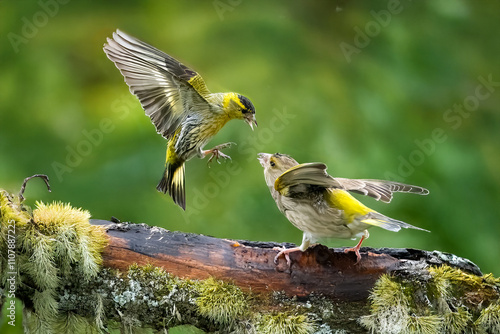 Un lucherino (Spinus spinus) con le ali spiegate discute animatamente con un verdone (Chloris chloris) mentre si preparano a nutrirsi di semi alla mangiatoia. photo