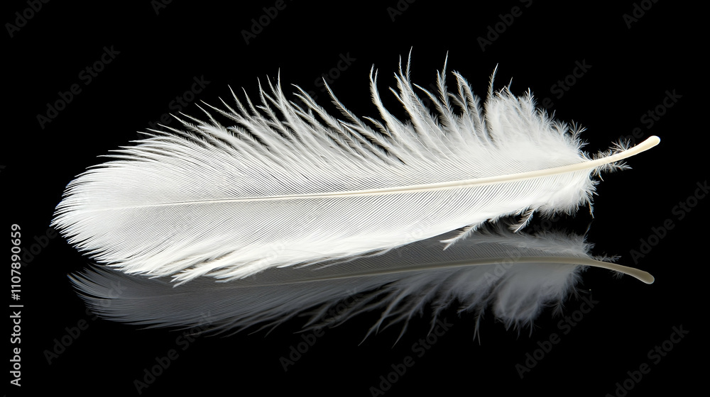 Obraz premium Single white feather with reflection on black background.