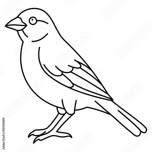 Canary