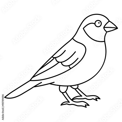Canary