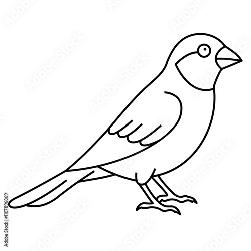 Canary