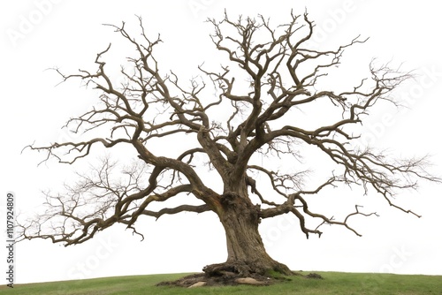 tree with roots