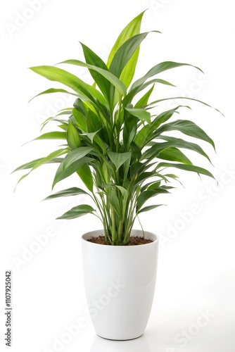 plant in a pot