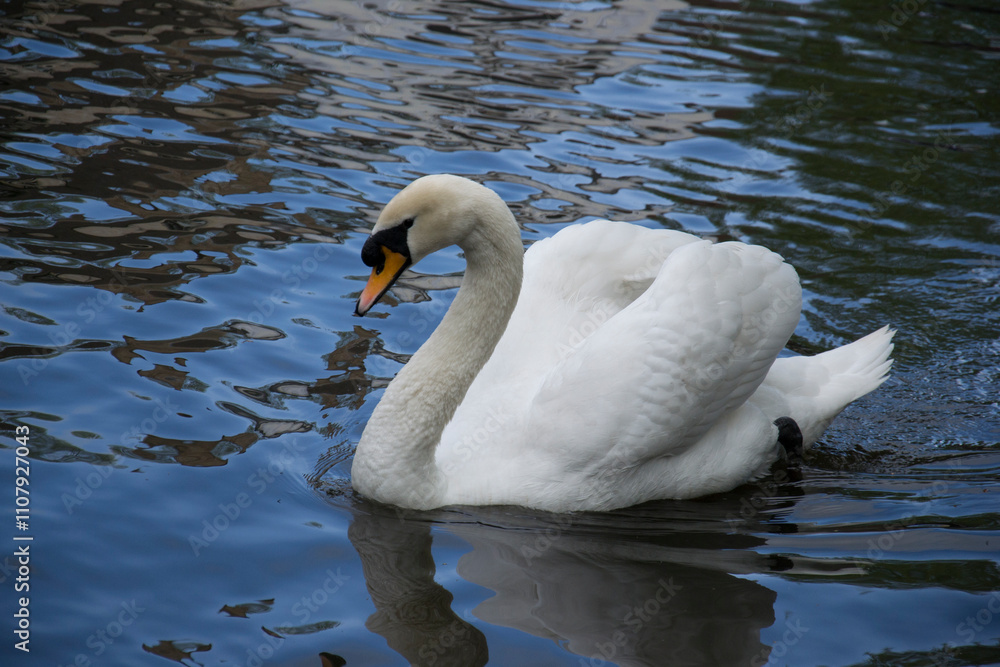 Fototapeta premium The mute swan (Cygnus olor)