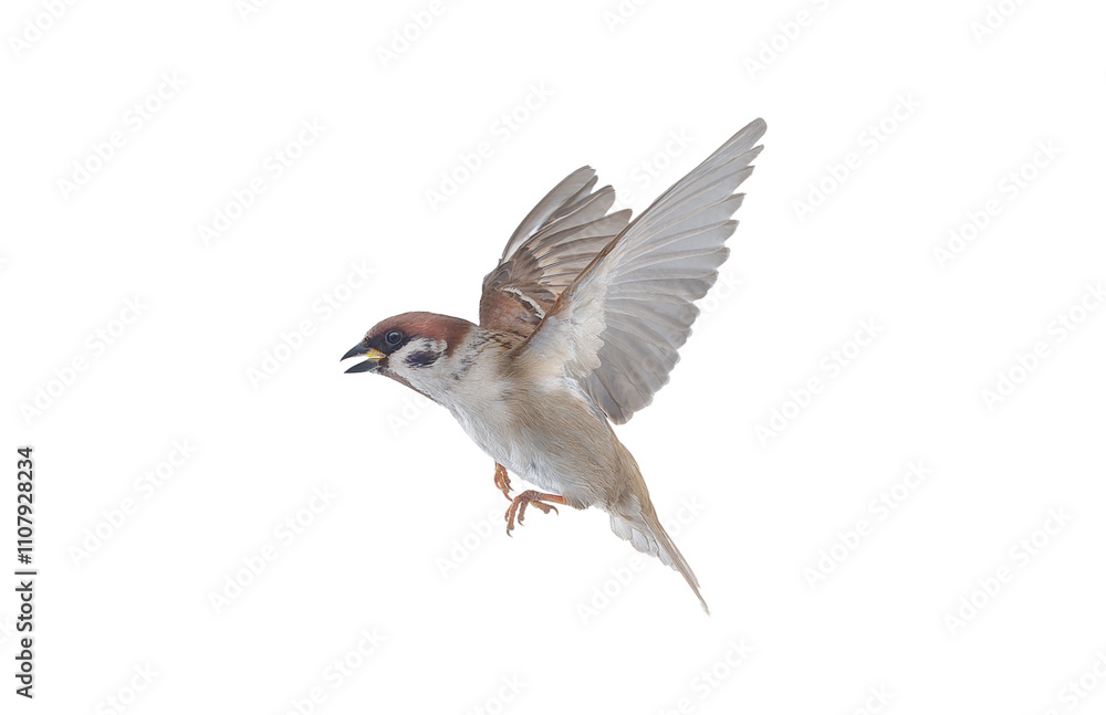 Fototapeta premium flying sparrow isolated on white background