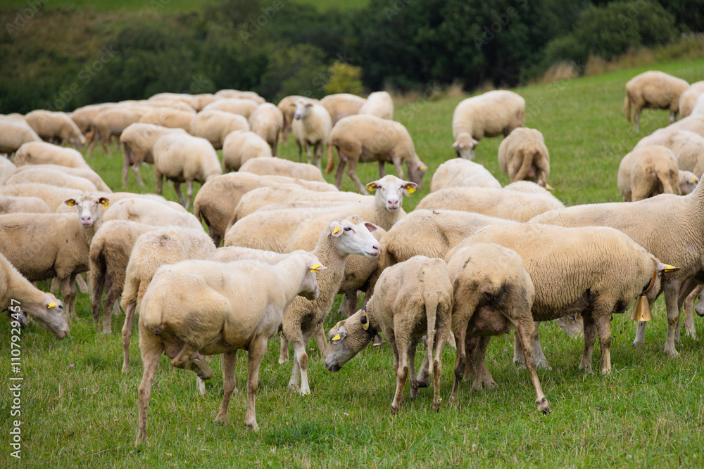 Obraz premium Sheep in the meadow.