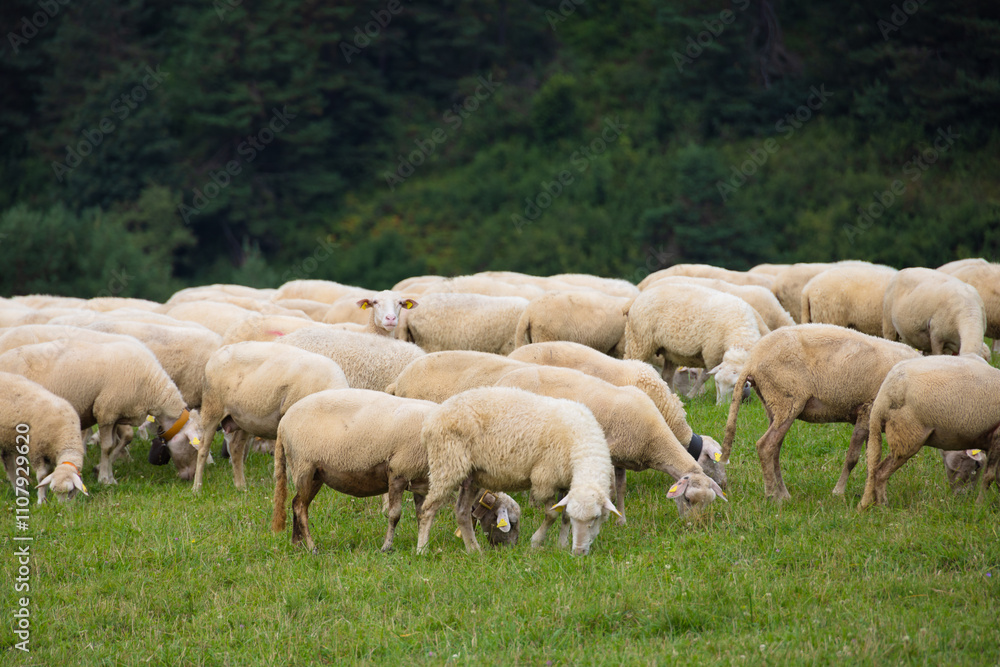 Obraz premium Sheep in the pasture.