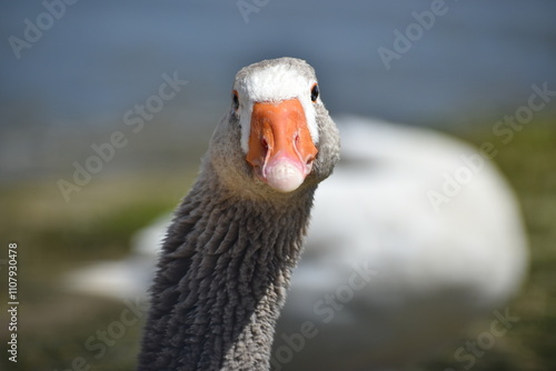 Domestic goose