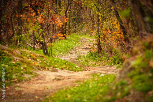 Golden autumn paints the forest with vibrant hues, casting a warm glow on the woodland path photo