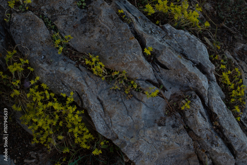 lichen on stone