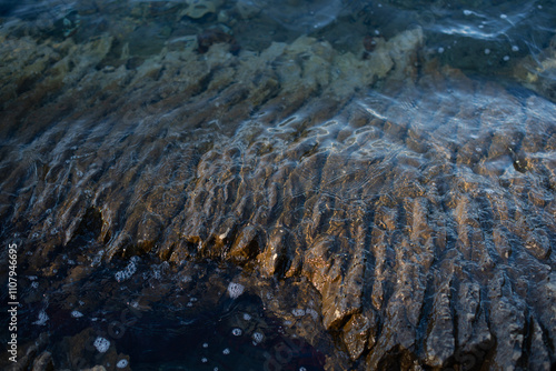seaweed on the rocks
