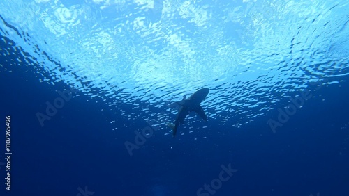 Photography "A majestic shark glides effortlessly just beneath the surface of the water