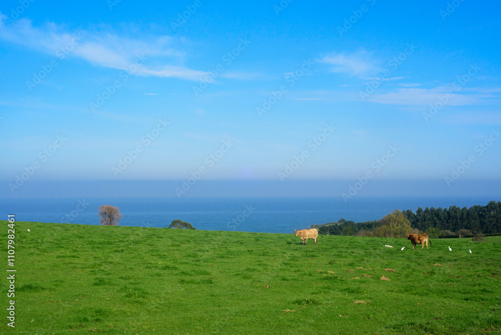 Obraz premium Vacas lejanas pastando en pradera de hierba verde junto al mar