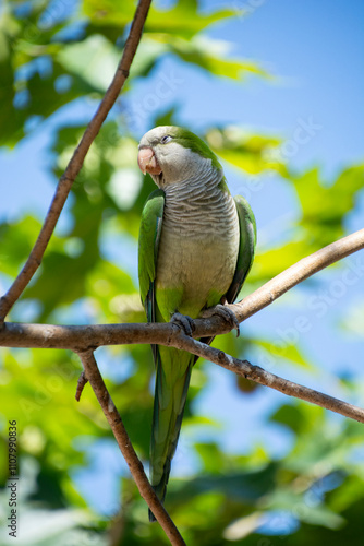 The monk parakeet (Myiopsitta monachus), also known as the monk parrot or Quaker parrot
