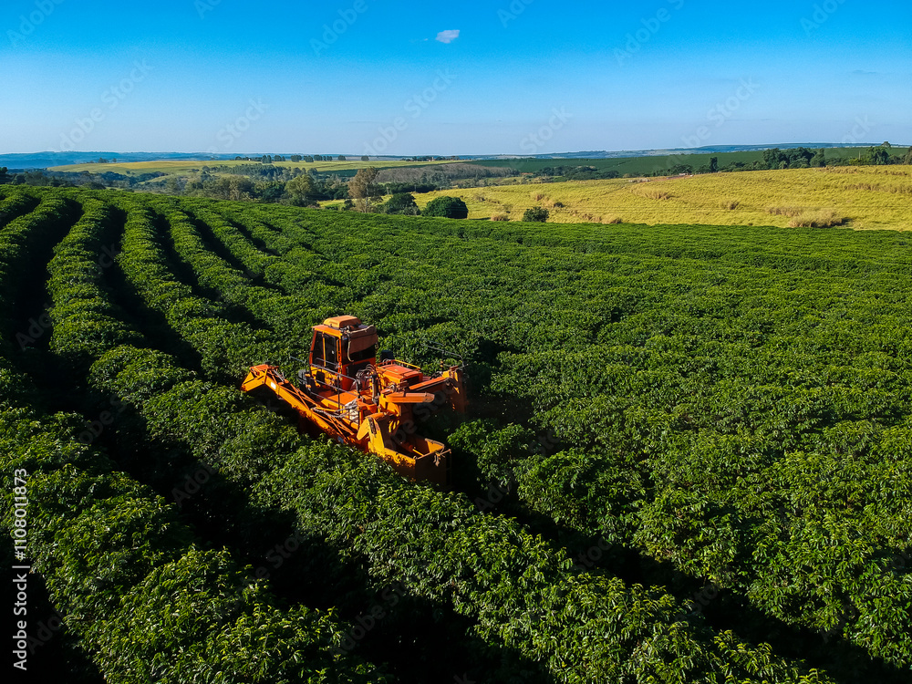 Aerial view of the mechanized coffee harvestin on the farm in Brazil