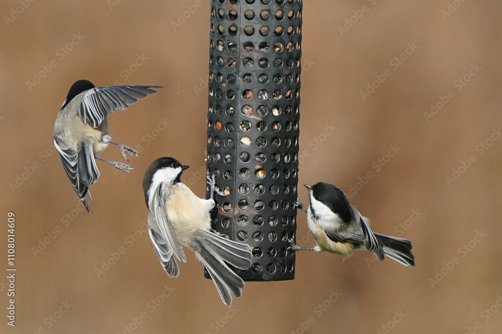Naklejka premium Chickadee in late fall