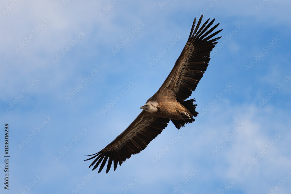 Fototapeta premium Buitre leonado gyps fulvus volando con fondo de cielo con nubes, Alcoy, España