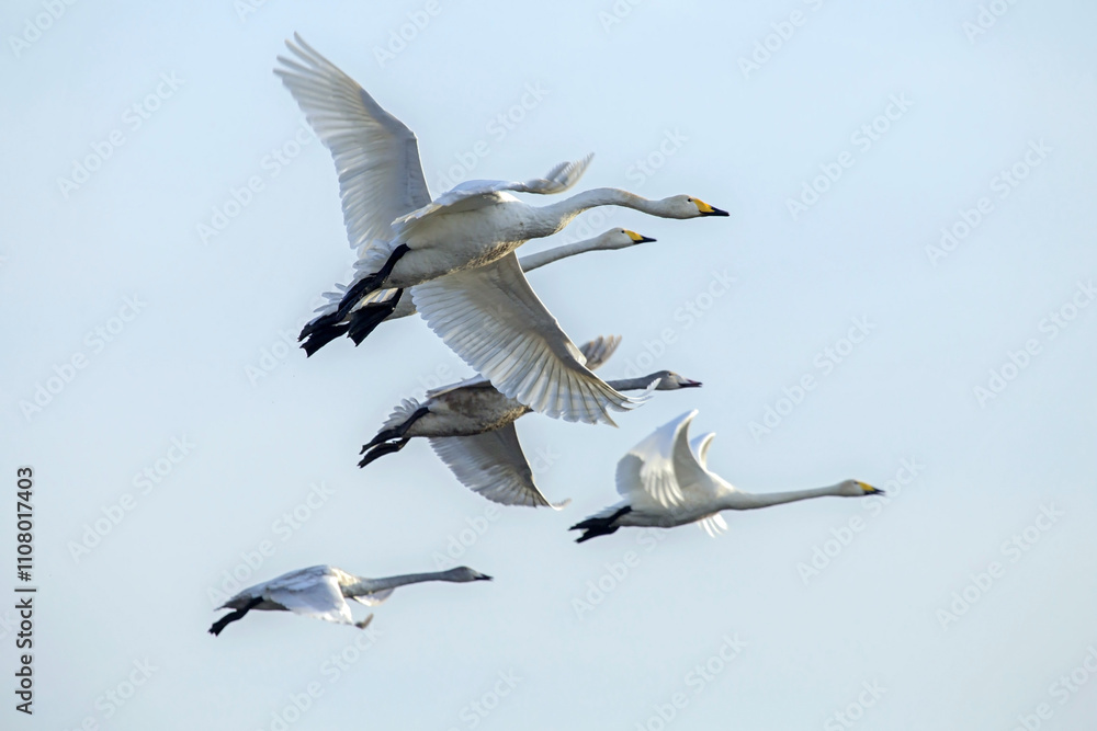 Obraz premium A group of swans is flying across the sky. Whooper swan or common swan (Cygnus cygnus).